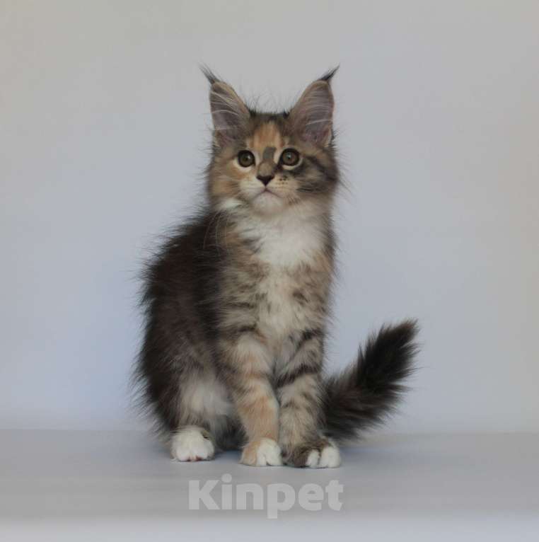 Кошки в Екатеринбурге: Дарьяна. Девочка. Мейн-кун Девочка, 35 000 руб. - фото 5