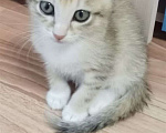 Кошки в Красноярске: Котёнок  Девочка, Бесплатно - фото 1