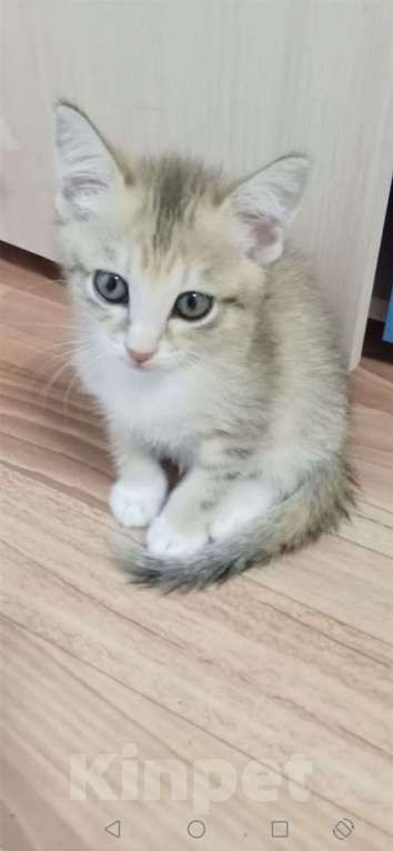 Кошки в Красноярске: Котёнок  Девочка, Бесплатно - фото 1