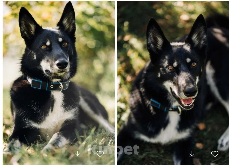 Собаки в других городах Московской области: Джек якутенок Мальчик, Бесплатно - фото 3