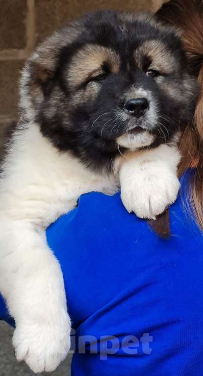 Собаки в Новосибирске: Великолепные, породные щенки кавказской овчарки для племенной и выставочной карьеры. Привиты. Девочка, Бесплатно - фото 9