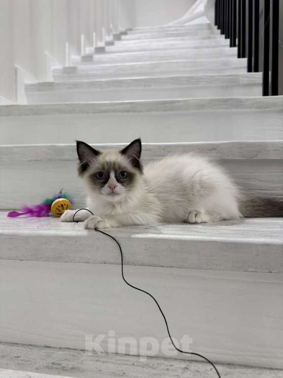 Кошки в Краснодаре: Рэгдолл котенок Девочка, 56 000 руб. - фото 3