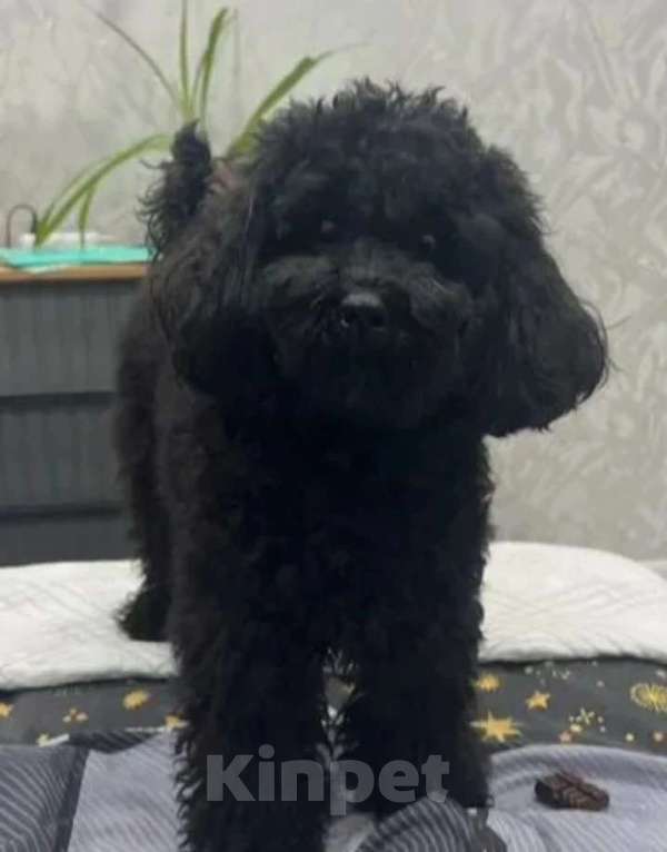 Собаки в Москве: Той пудель Девочка, 50 000 руб. - фото 2