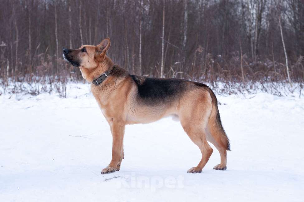 Собаки в Ногинске: Ерема - метис немецкой овчарки ждет свою семью в приюте Мальчик, Бесплатно - фото 7