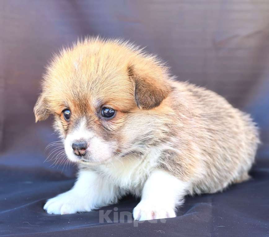 Собаки в Москве: Девочка вельш корги пемброк рыж белая Девочка, 60 000 руб. - фото 4