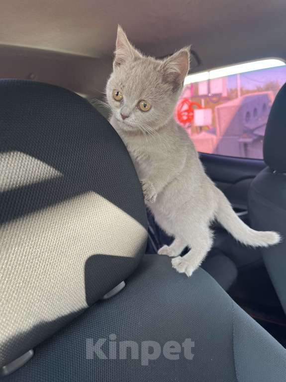 Кошки в других городах Самарской области: Шотландские котята прямоухие Мальчик, 1 500 руб. - фото 5