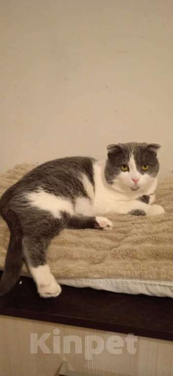 Кошки в Люберцах: Ищет дом скромный котик Батон Мальчик, Бесплатно - фото 8