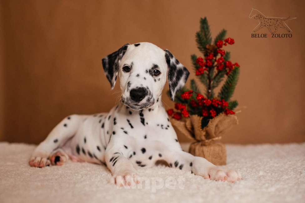 Собаки в Москве: Щенки ДАЛМАТИНА 3,5 месяца Девочка, 100 000 руб. - фото 7