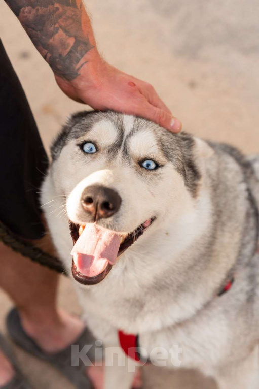 Собаки в Туле: Собака Луна ищет дом! Девочка, Бесплатно - фото 3