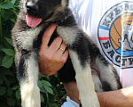 Собаки в Челябинске: щенок восточно европейской овчарки Девочка, Бесплатно - фото 4