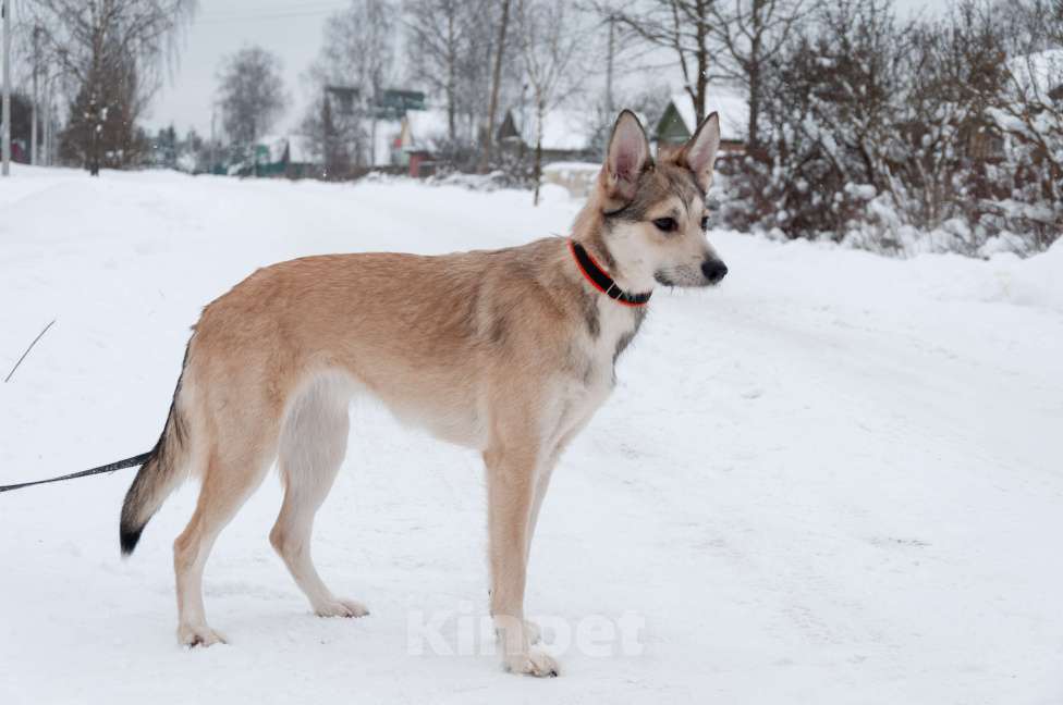 Собаки в Ногинске: Харизма, ум и манеры. Ваша будущая лучшая подруга уже здесь! Девочка, Бесплатно - фото 4