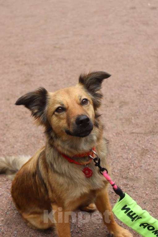 Собаки в Санкт-Петербурге: Хорошенькая небольшая собачка ищет дом Девочка, Бесплатно - фото 4