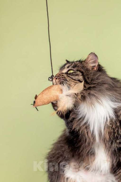 Кошки в Москве: Молодая сибирская кошка Фасолька в добрые руки Девочка, Бесплатно - фото 6