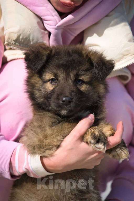 Собаки в Красногорске: Оттоне Мальчик, Бесплатно - фото 5