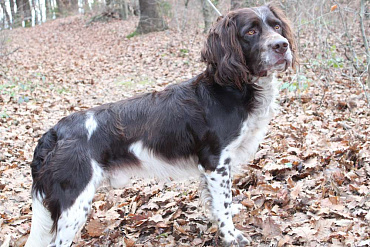 Немецкий вахтельхунд