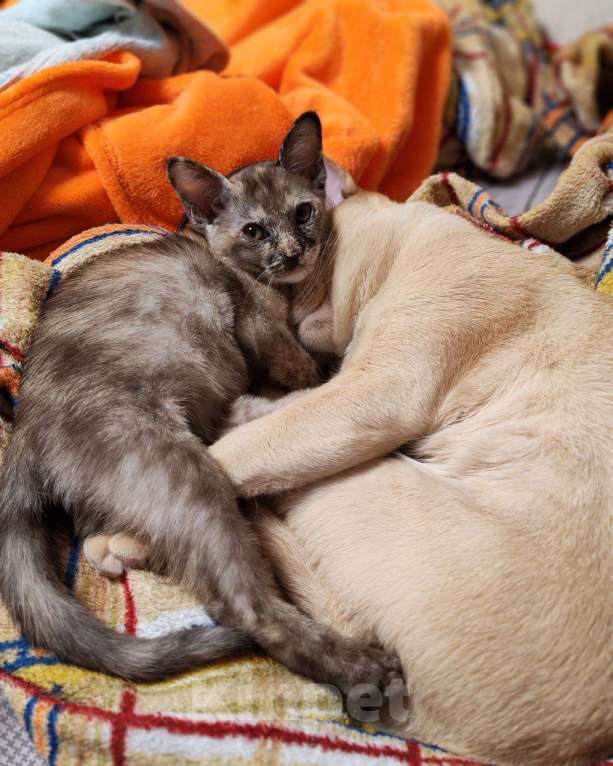 Кошки в Серпухове: Бурма, девочка Девочка, 14 000 руб. - фото 10