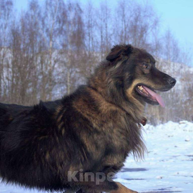 Собаки в Москве: Михась Мальчик, Бесплатно - фото 2