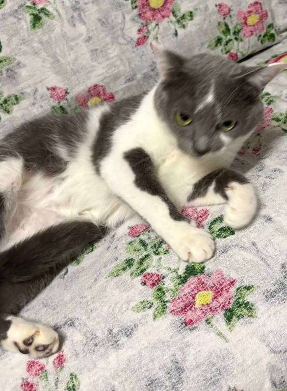 Кошки в Калуге: Отдам в хорошие руки Мальчик, Бесплатно - фото 1