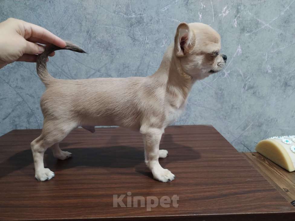 Собаки в Москве: Чихуахуа мальчик РКФ  Мальчик, 90 000 руб. - фото 4