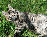Кошки в Шатуре: Мей-кун котенок Девочка, 10 000 руб. - фото 1