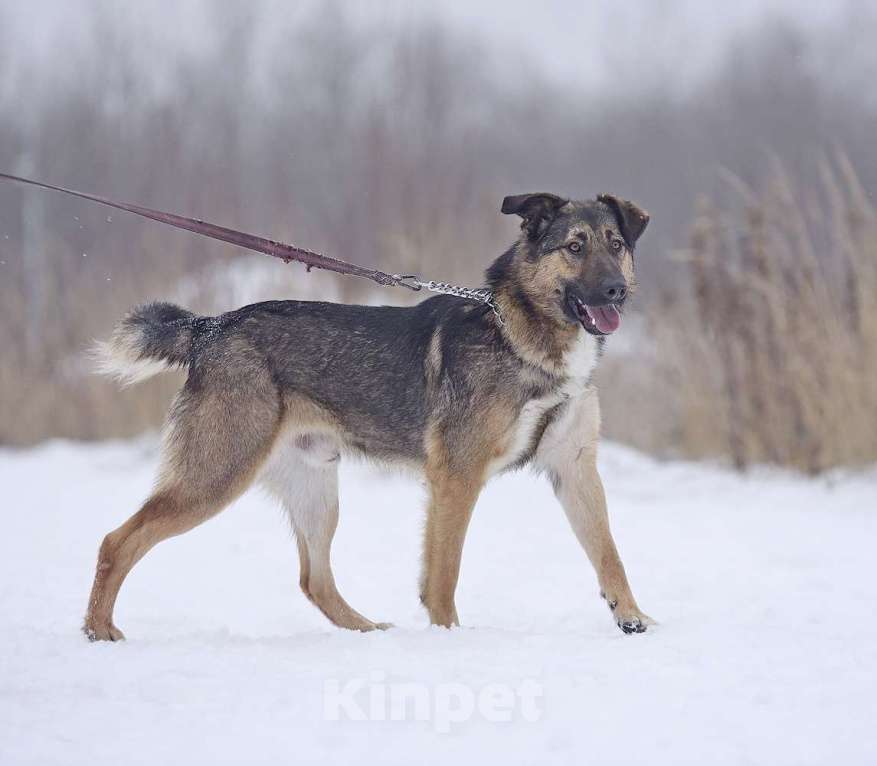 Собаки в Москве: Активный молодой пес Арго  очень плачет в приюте. Мальчик, Бесплатно - фото 6