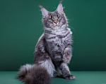 Кошки в Красногорске: Котенок крупный Девочка, Бесплатно - фото 1