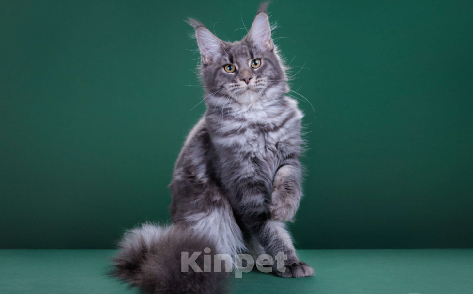 Кошки в Красногорске: Котенок крупный Девочка, Бесплатно - фото 1