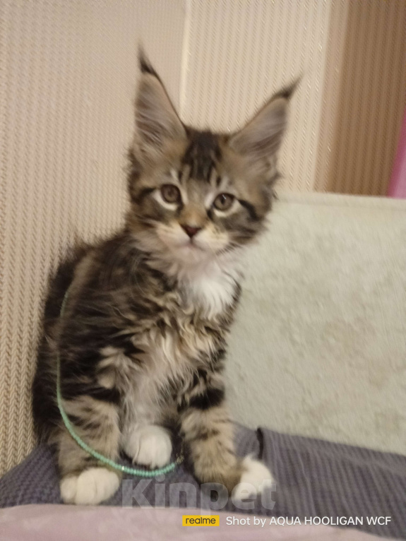 Кошки в Санкт-Петербурге: Мейн куны WCF, М. Новочеркасская, родословная, прививки Девочка, 49 000 руб. - фото 2