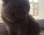 Кошки в Кирсанове: СРОЧНО ОТДАМ В ДАР Мальчик, 10 руб. - фото 3