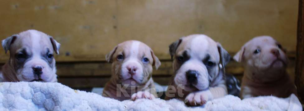 Собаки в Москве: Американский булли. Мальчики и девочки Разнополые, 70 000 руб. - фото 6