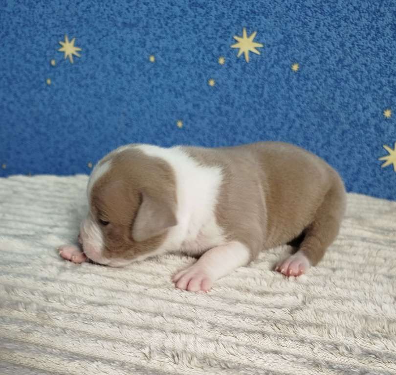 Собаки в Москве: Мальчик американский булли Мальчик, 110 000 руб. - фото 3