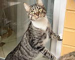 Кошки в Москве: Роскошный полосатый котик Кекс в добрые руки Мальчик, Бесплатно - фото 6