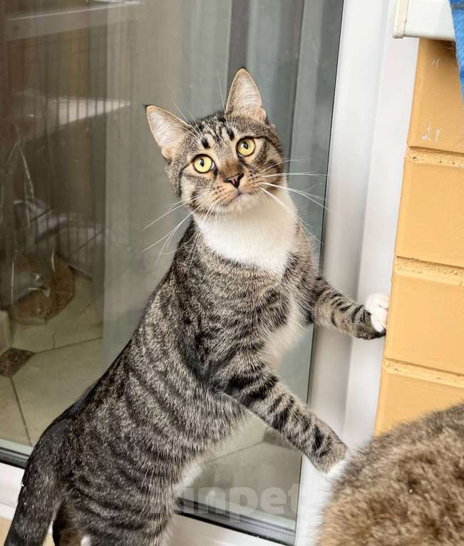 Кошки в Москве: Роскошный полосатый котик Кекс в добрые руки Мальчик, Бесплатно - фото 6