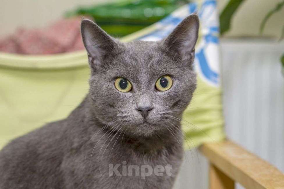 Кошки в Москве: Шерри, русская голубая.  Красавица кошечка в добрые руки. Девочка, Бесплатно - фото 2