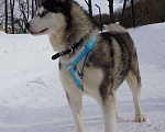 Собаки в Королеве: Хаски Зевс ищет родителей Мальчик, Бесплатно - фото 5