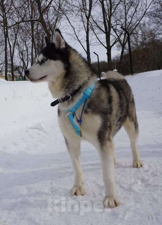 Собаки в Королеве: Хаски Зевс ищет родителей Мальчик, Бесплатно - фото 5