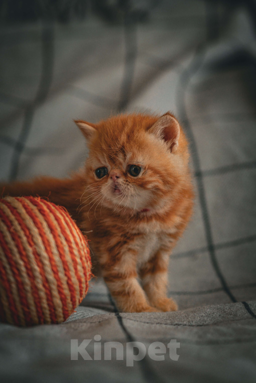 Кошки в Санкт-Петербурге: Экзотики - плюшевые медвежата Девочка, 25 000 руб. - фото 4