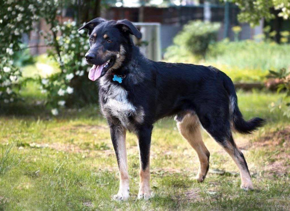 Собаки в Мытищах: Добрый Чарли Мальчик, Бесплатно - фото 4