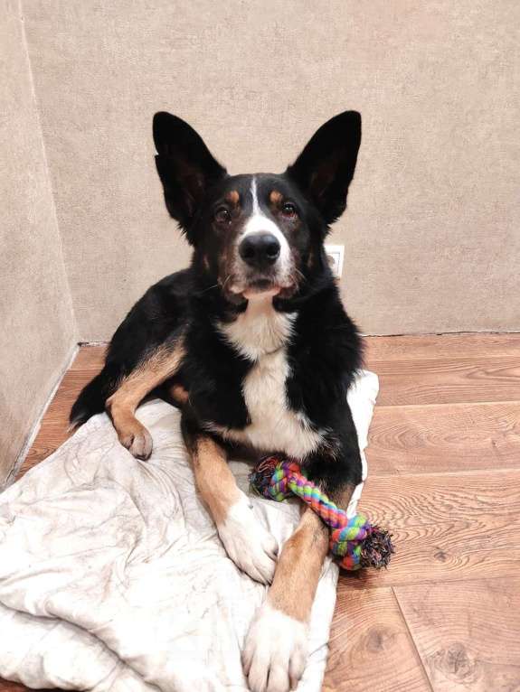 Собаки в Москве: Тимофей ищет дом Мальчик, Бесплатно - фото 5