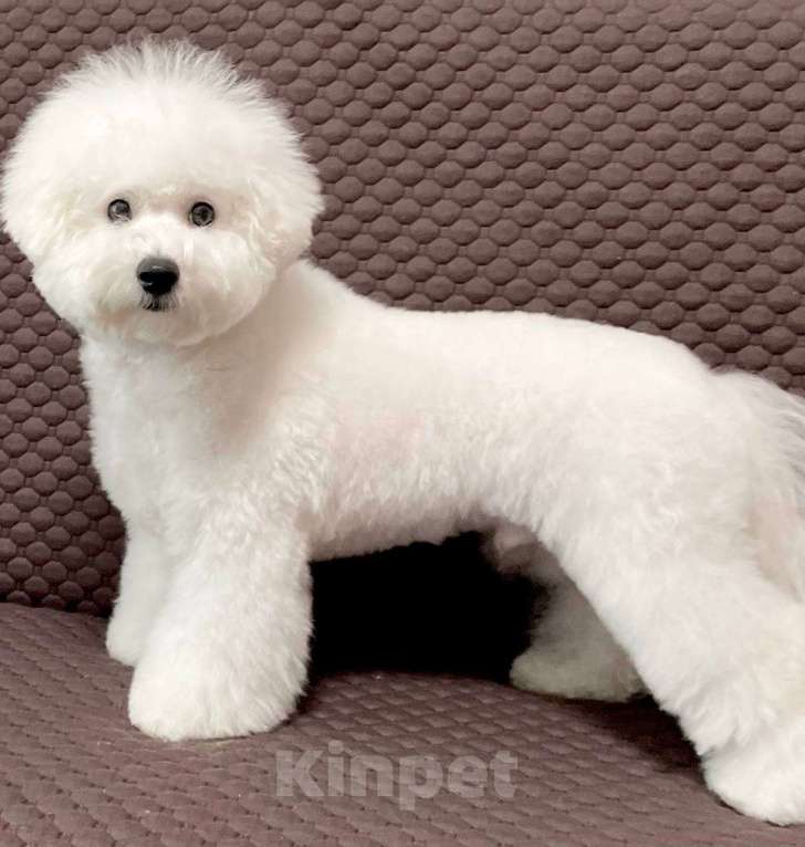 Собаки в Москве: Щенок Бишон Фризе (Барон) Мальчик, 140 000 руб. - фото 3