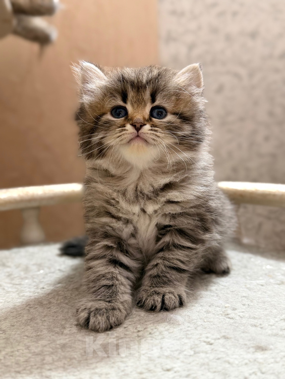 Кошки в Санкт-Петербурге: Сибирский котёнок Девочка, 50 000 руб. - фото 4