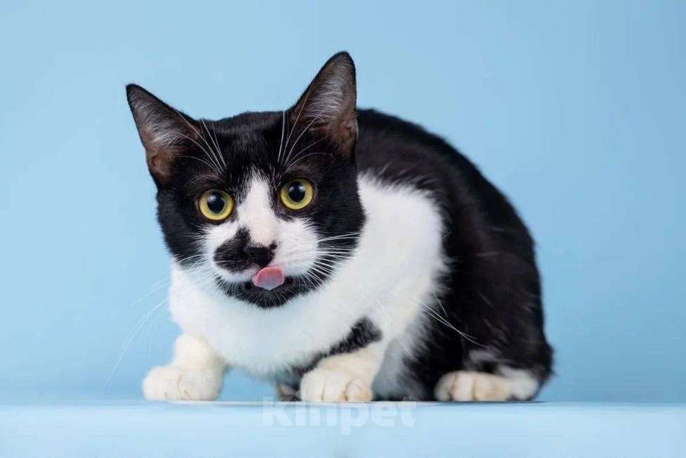 Кошки в Москве: Сладкий котик Изюм мечтает о доме Мальчик, Бесплатно - фото 2