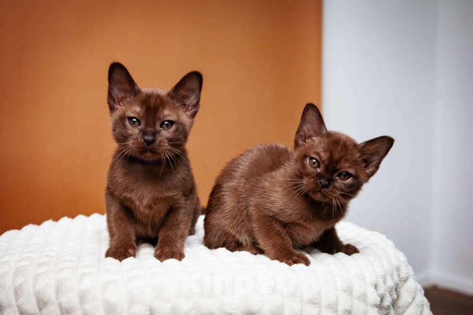 Кошки в Москве: Котята европейской Бурмы  Мальчик, 50 000 руб. - фото 6