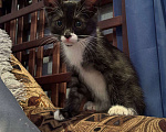 Кошки в Саранске: Котенок (девочка) ищет дом Девочка, Бесплатно - фото 6