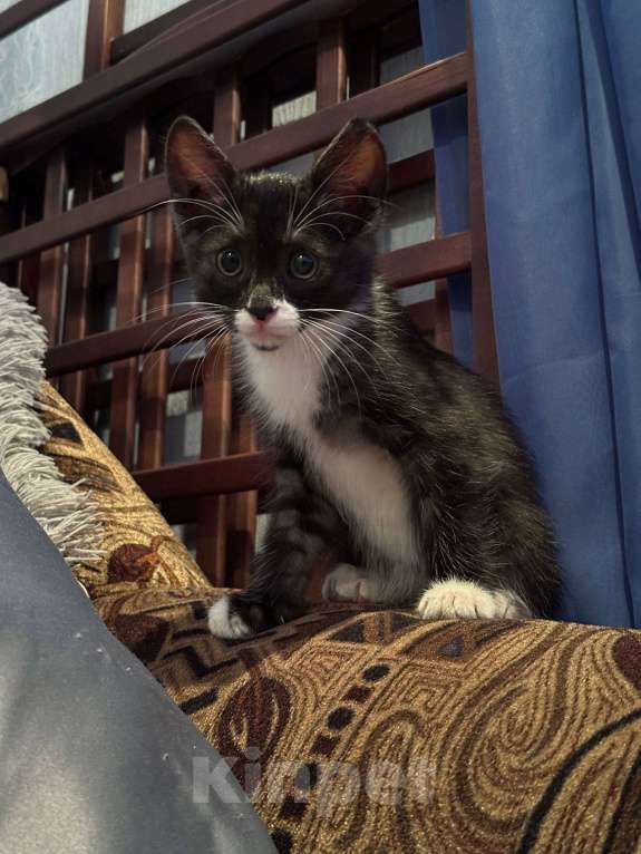 Кошки в Саранске: Котенок (девочка) ищет дом Девочка, Бесплатно - фото 6