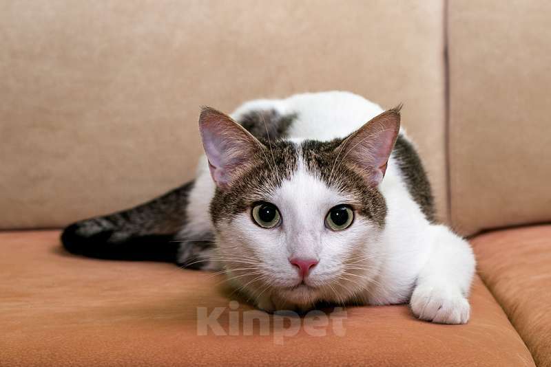 Кошки в Москве: Котик Ларс с сердечком на боку в добрые руки Мальчик, Бесплатно - фото 4