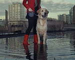 Собаки в Санкт-Петербурге: Золотистый ретривер ( голден ) вязка, окрас GOLD Мальчик, 50 руб. - фото 4