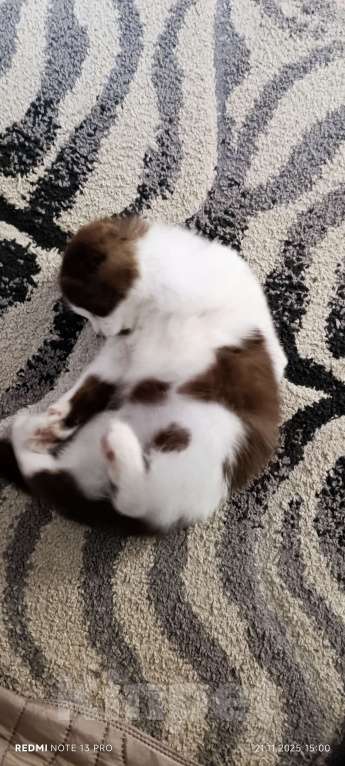 Кошки в Буденновске: Шотландский вислоухий котёнок Девочка, 10 руб. - фото 6