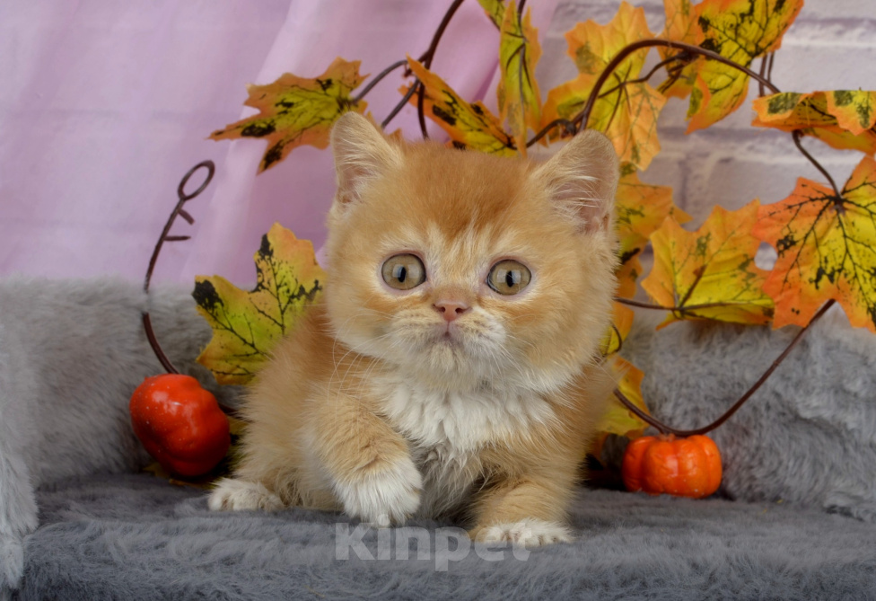 Кошки в Санкт-Петербурге: Британский солнечный котик Мальчик, 45 000 руб. - фото 8