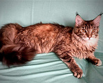 Кошки в Кемерово: Котята Мейн-кун Девочка, Бесплатно - фото 2